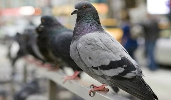 Αν πέσει στο μπαλκόνι σας ένα περιστέρι μην ανοίξετε την μπαλκονόπορτα! Δεν είναι τυχαίο…
